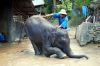 Thailand-Tiere-Elefanten-01-130526-sxc-stand-rest-only-1165008_32602963.jpg